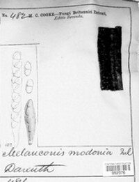 Melanconis modonia image